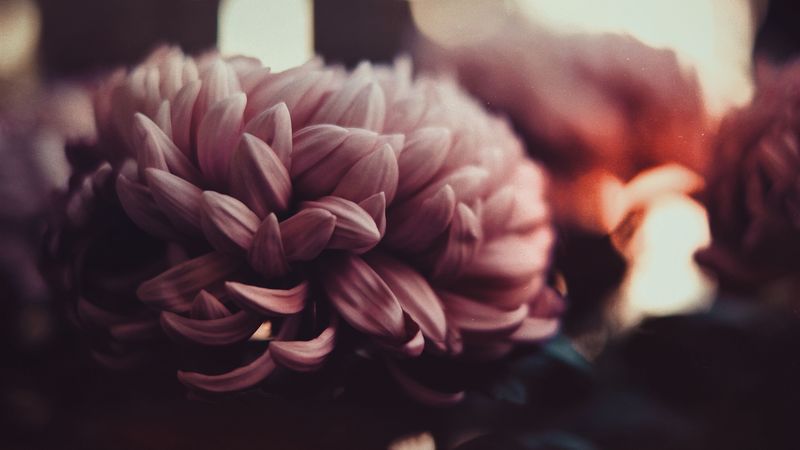 flowers, peonies, petals, blur, 4k