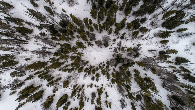 forest trees form a circle against the snowy ground, sparse trees in the snow 4k