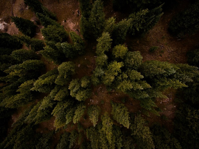 a drone shot of a number of coniferous trees on brown ground in frisco colorado, green trees on brown ground 4k
