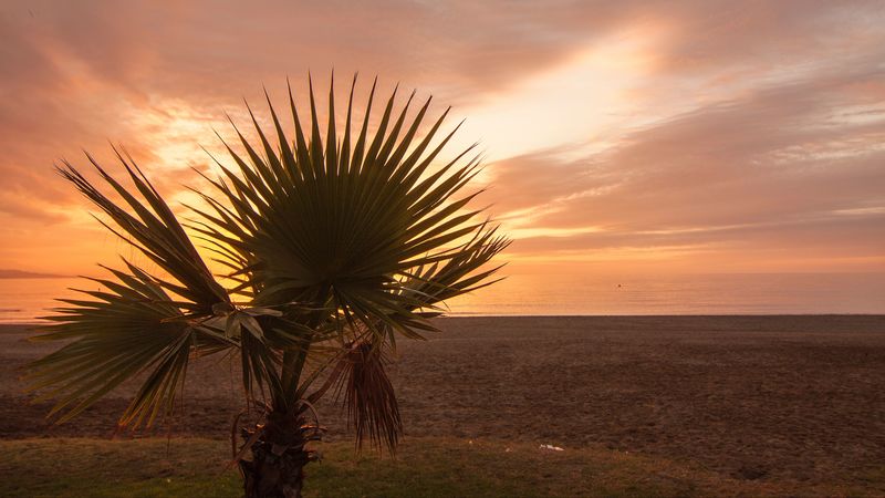 palm tree, beach, sunset, branches, 4k