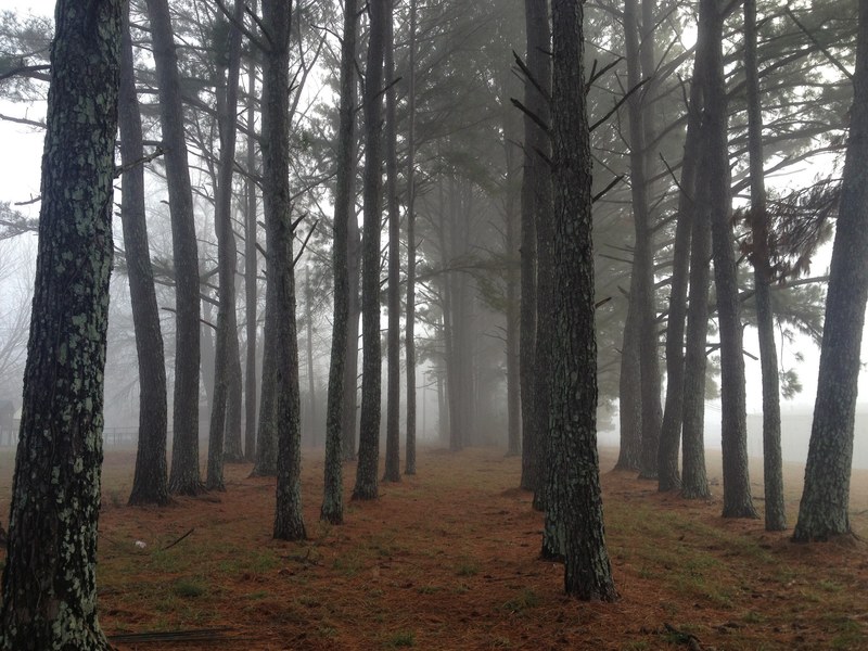tall trees arranged in lines with a faint haze in the distance, tree lines in haze 4k