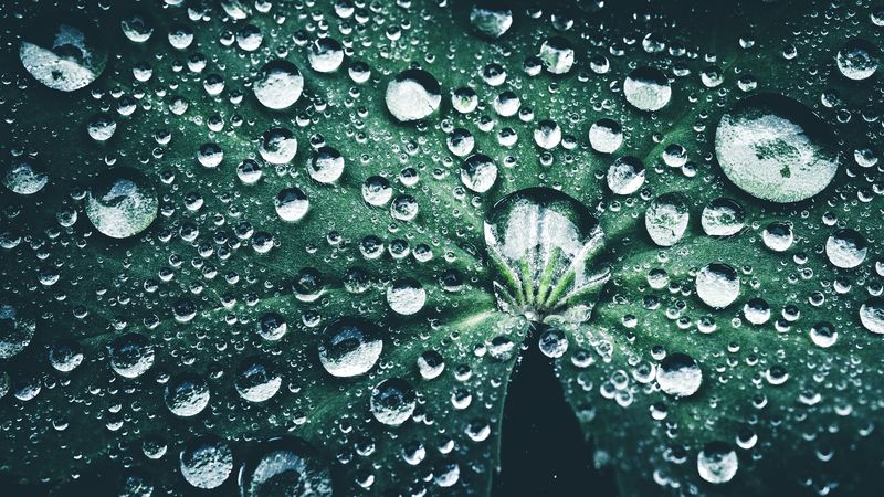 leaf, drops, close-up, dew, 4k