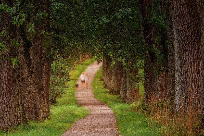 path pathway park and walk 4k