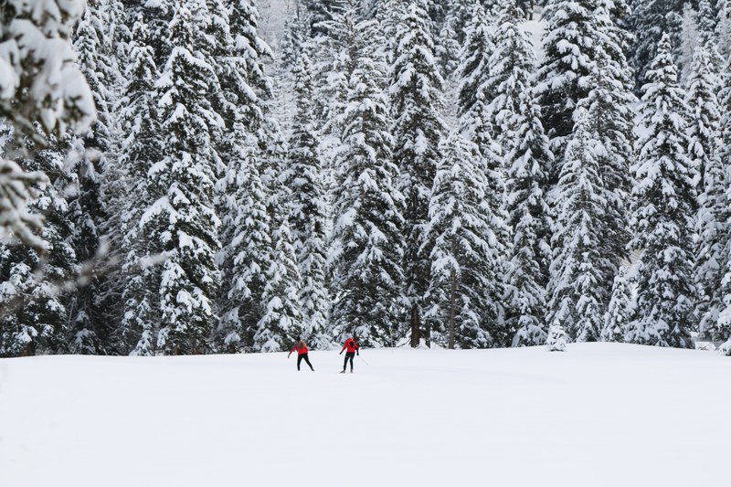 two skiers on a snowy plain near an evergreen forest, skiing near giants 4k