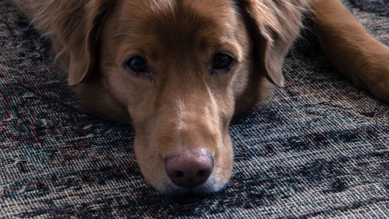dog, muzzle, sadness, lies, 4k
