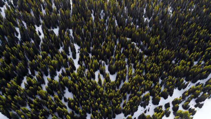 trees, view from above, snow, 4k