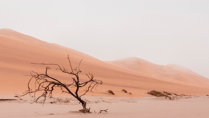 desert sand dune and tree 4k