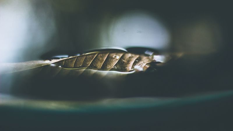 leaf, dry, close-up, 4k