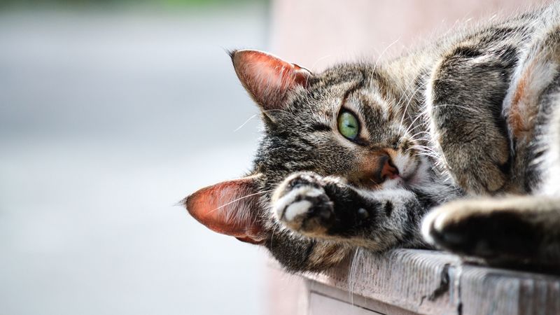 cat, muzzle, paw, lies, 4k