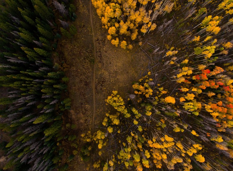a drone shot of trees in autumn colors in silverthorne, silverthorne forest from above 4k