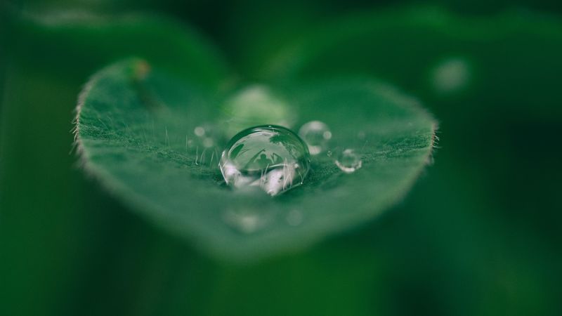 dew, leaf, drop, closeup, 4k