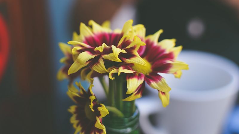 flowers, petals, vase, 4k