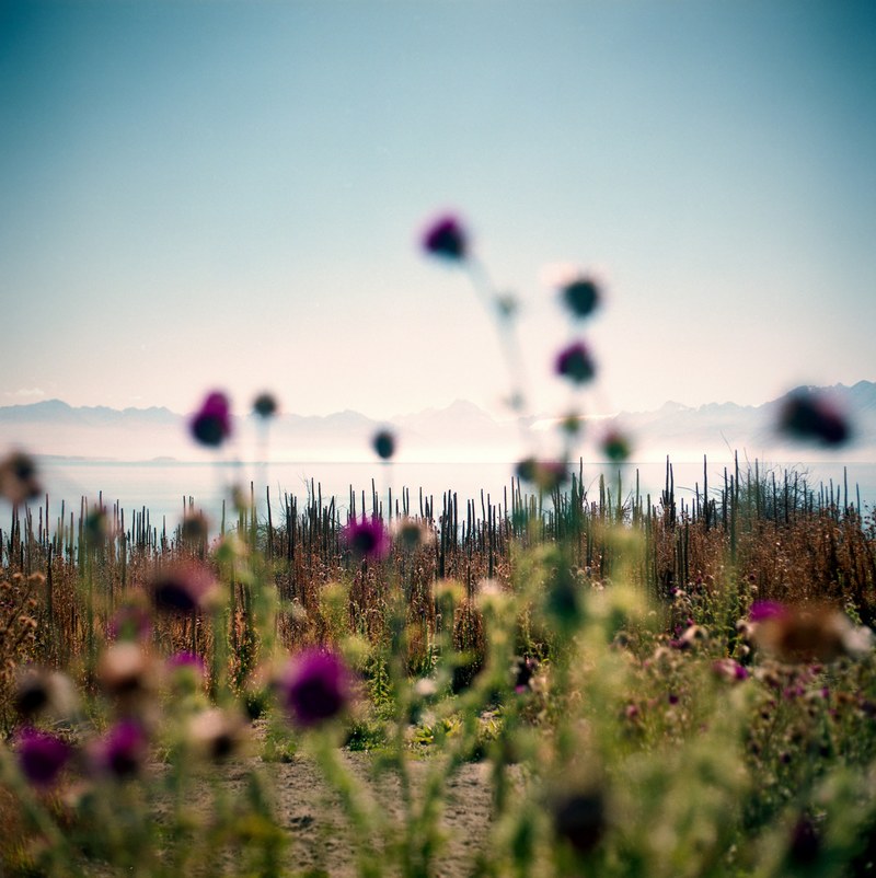 summer sunny misty and flower hd, 4k