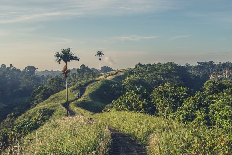 people on a dirt path leading up a hill with palms and leafy trees on the side, walking up the hill in bali 4k