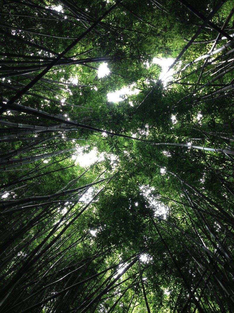 a ground level shot of a thick canopy of bamboos, dark green bamboo canopy 4k