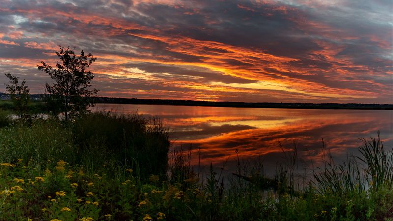 horizon, sunset, bushes, water, 4k