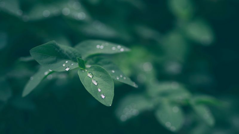dew, leaf, drops, 4k