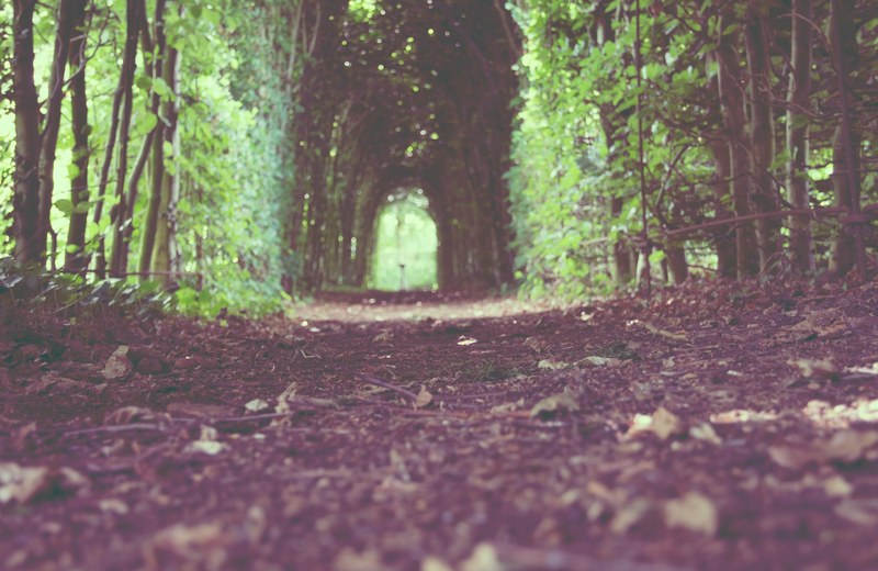 a low shot of a trail leading through a green tree arch, trail under a tree arch 4k