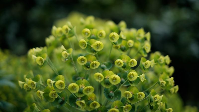plant, petals, close-up, 4k