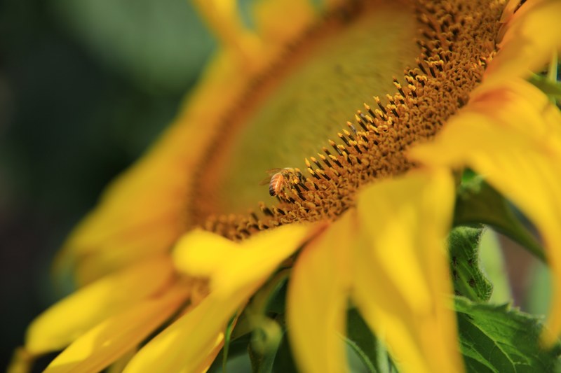 a bee collecting nectar on a large sunflower, beehave 4k