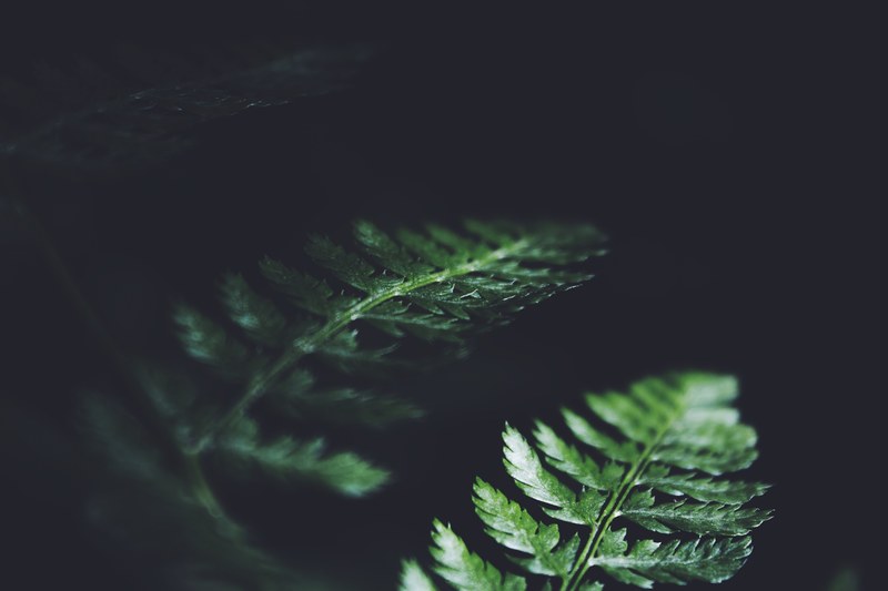 plant fern leaf and foliage 4k