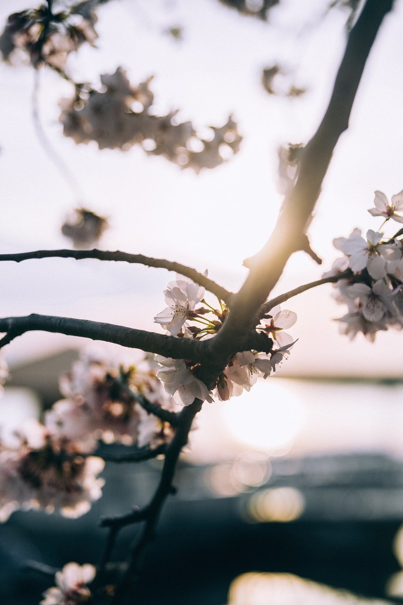 close up of pink blossom branch against sunset sky in spring washington, the last bloom of spring 4k