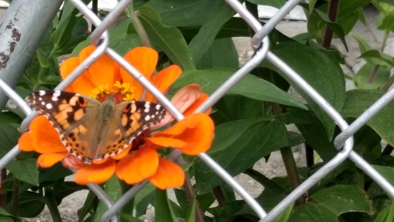 the butterfly 4k