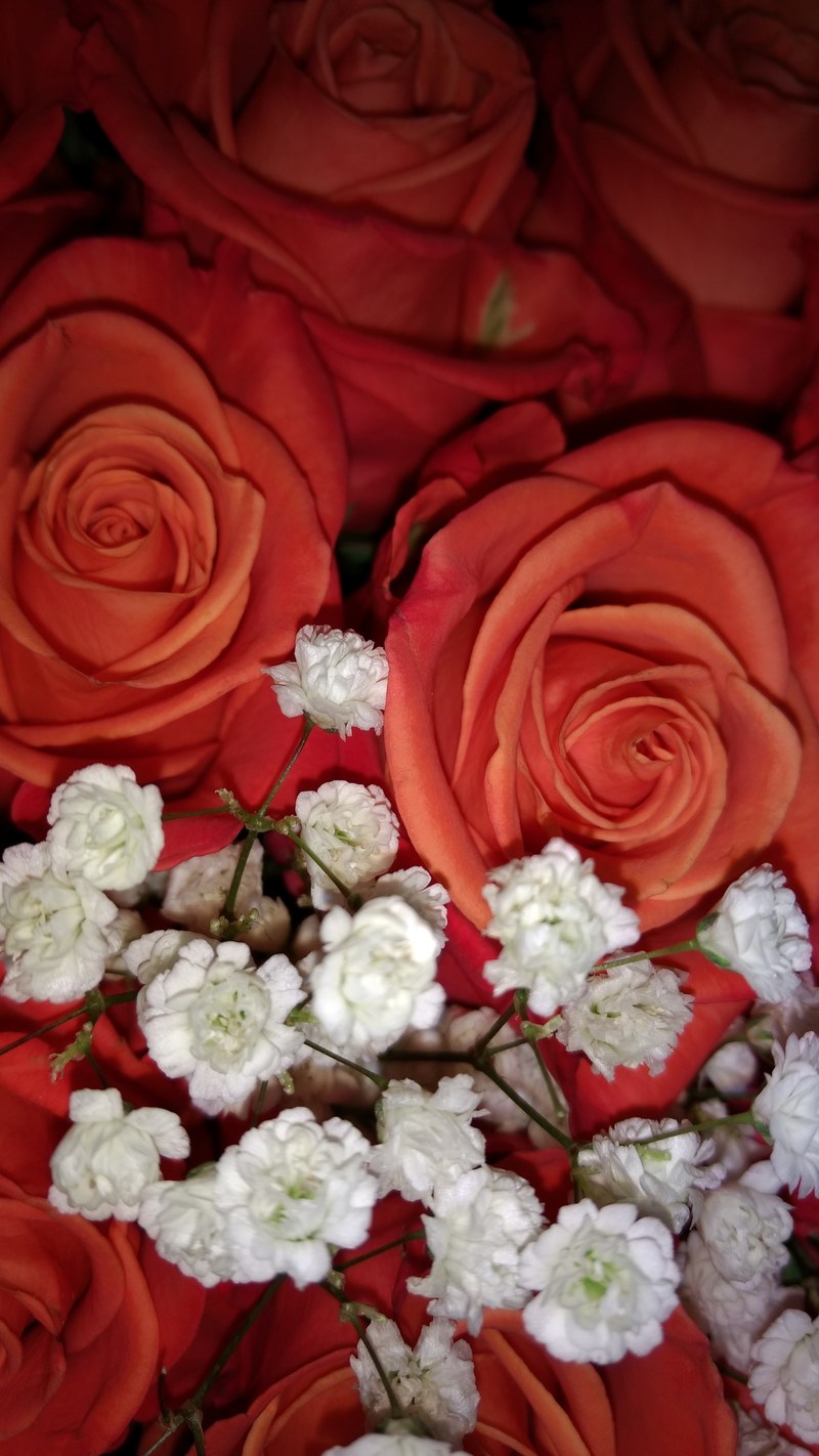 petal flower rose and florist hd, 4k