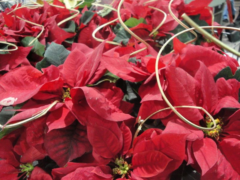 flor de navidad poinsettia christma and flower 4k