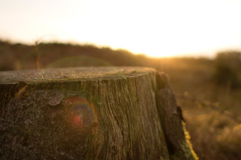 stump tree chopped and wood 4k