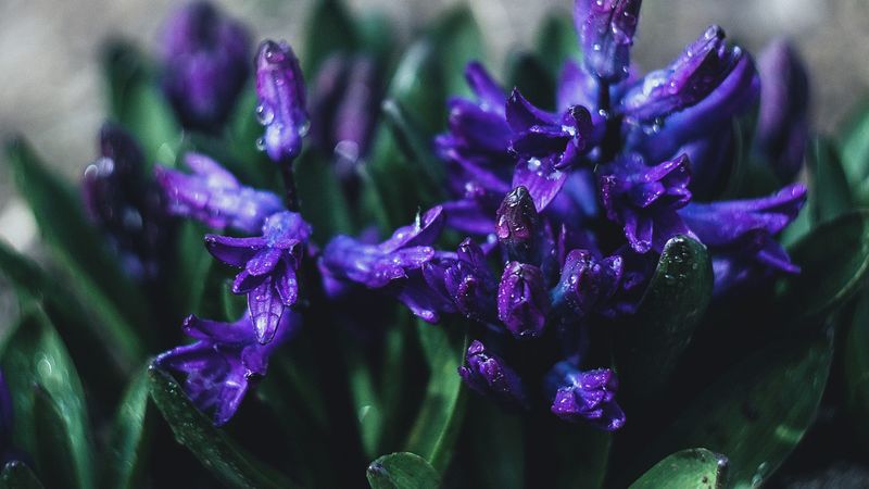 flower, violet, drops, plant, close-up, 4k