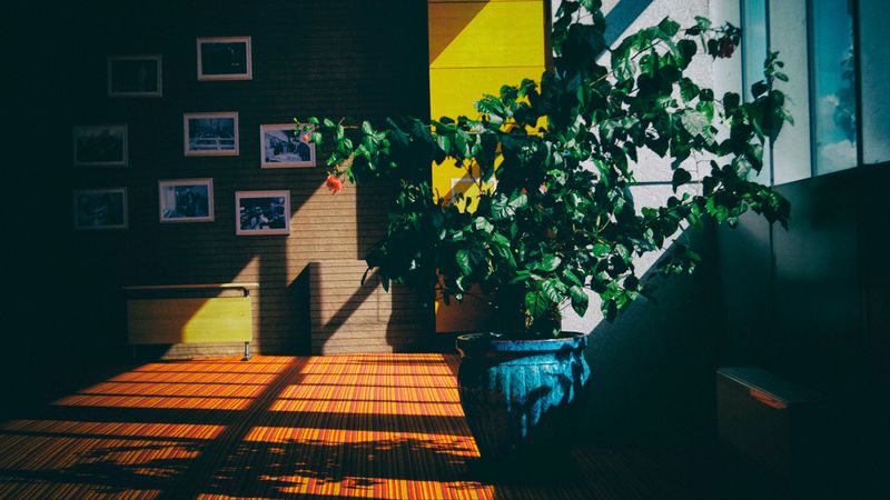 pot, plant, room, shadow, 4k