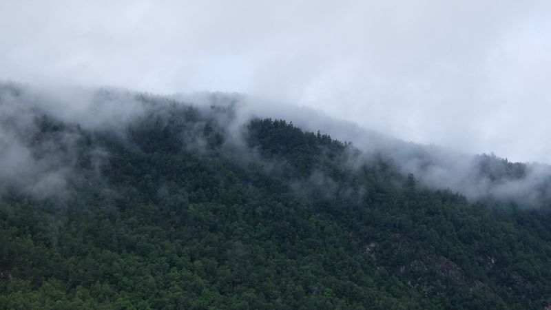 trees, fog, mountains, 4k