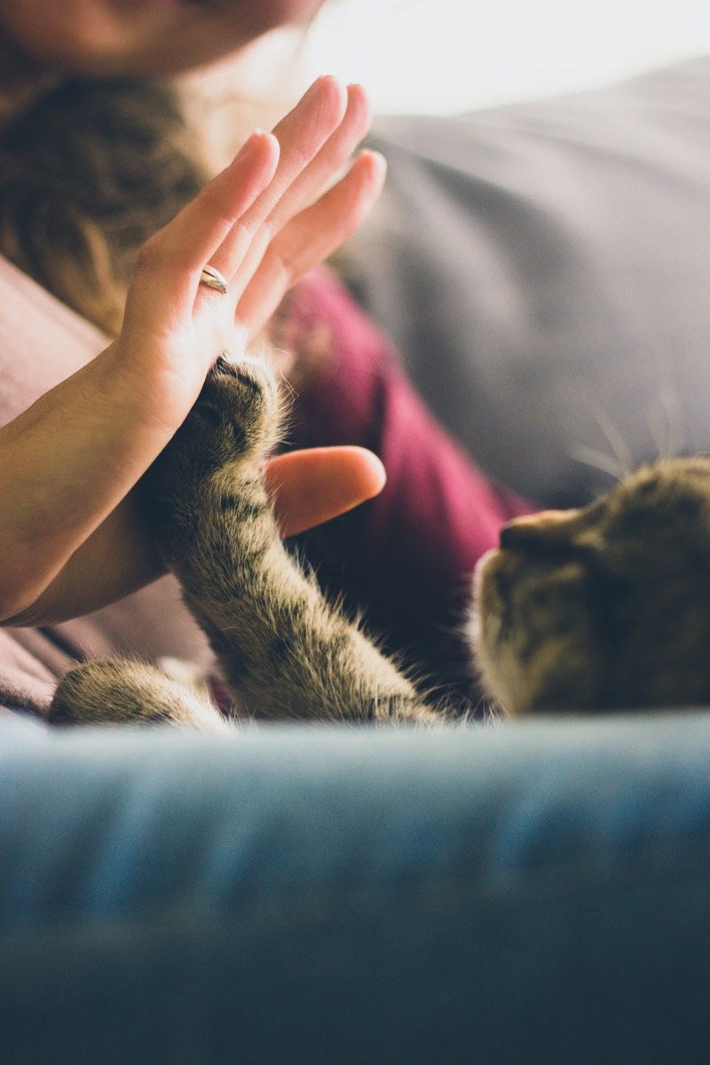 cat reaches up its paw to high five a woman, sally high five 4k