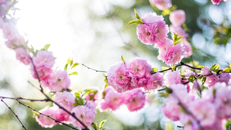 flowers, pink, branch, spring, flowering, 4k