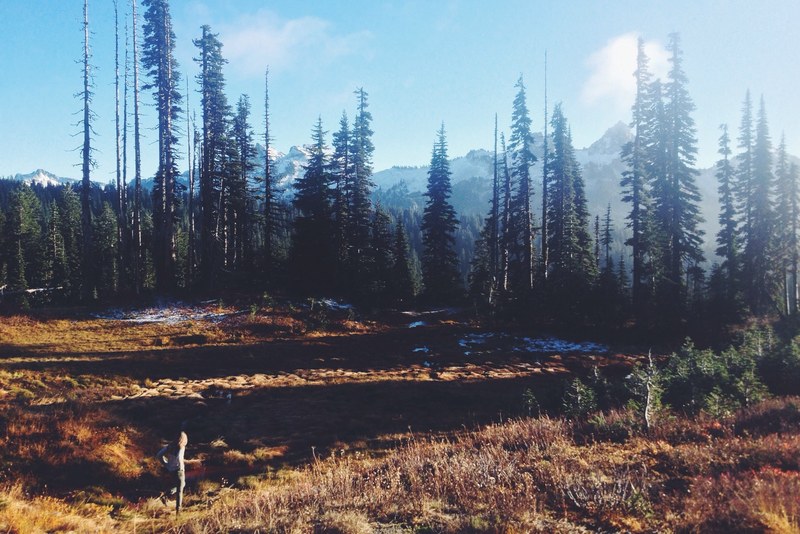 a lone woman walking through brown grasslands near a coniferous forest in the mountains, looking from rainier 4k