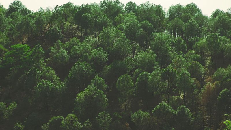 trees, top view, foliage, 4k