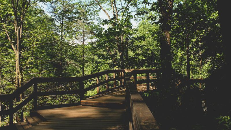 bridge, trees, foliage, 4k