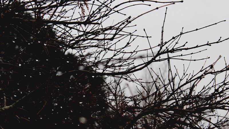 branches, drops, bush, 4k