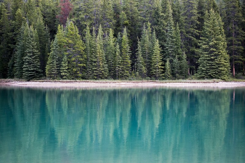 evergreen trees reflected in the surface of a nearby lake, trees reflected in a lake 4k