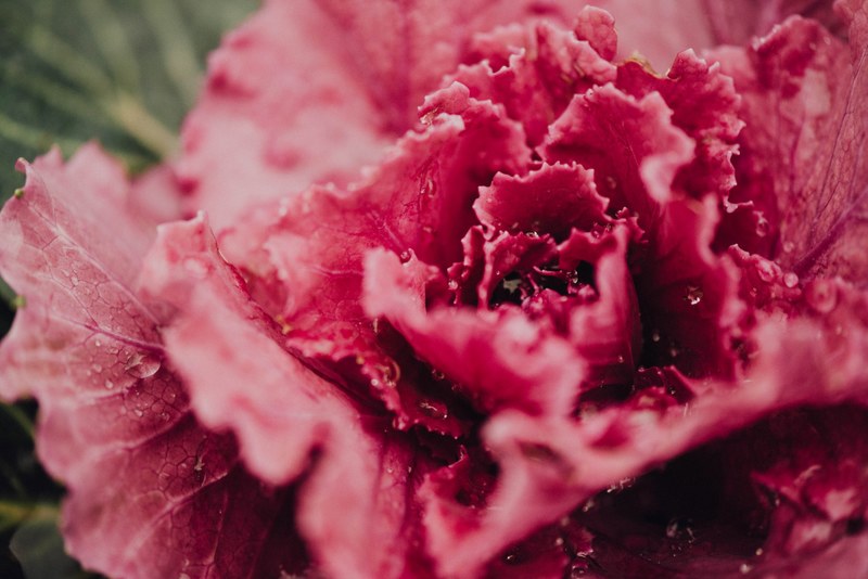 cabbage ornamental cabbage plant and pink 4k