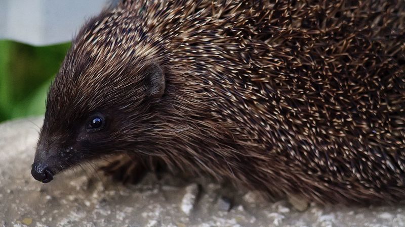 hedgehog, thorns, muzzle, 4k
