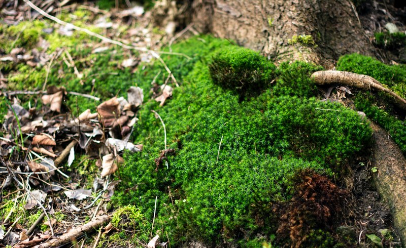 forest soil forest floor leafe and greenery 4k