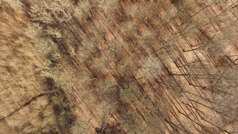 a drone shot of bare trees on dry ground in torrild, aerial view of dry trees 4k