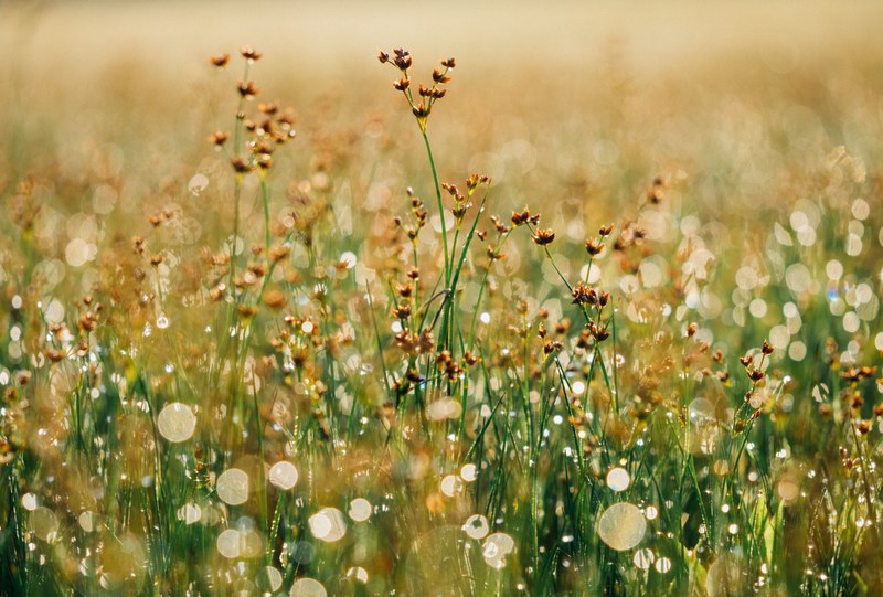 nature bokeh morning and morning dew 4k