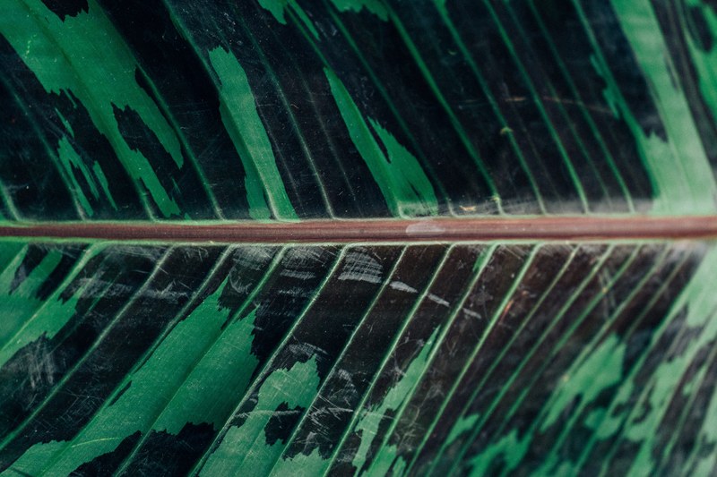 camo leaf 4k