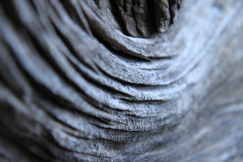 gray wooden log wood and tree 4k
