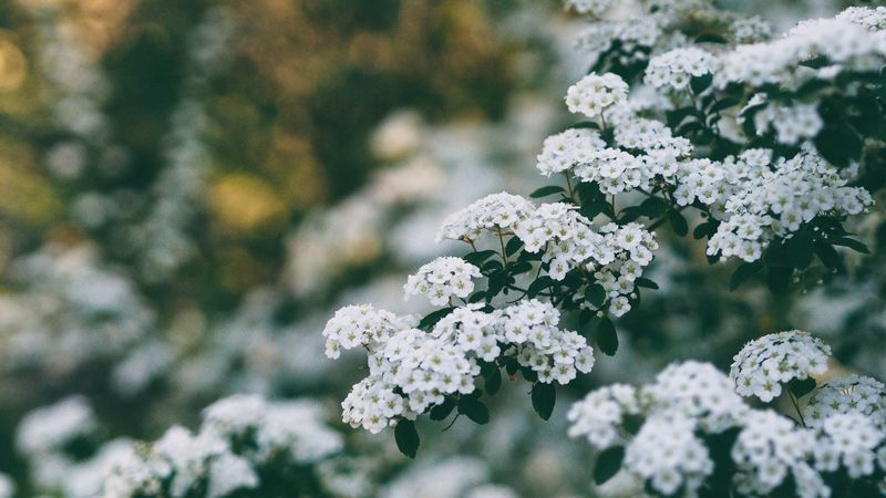 flowers, bush, branch, bloom, spring, 4k