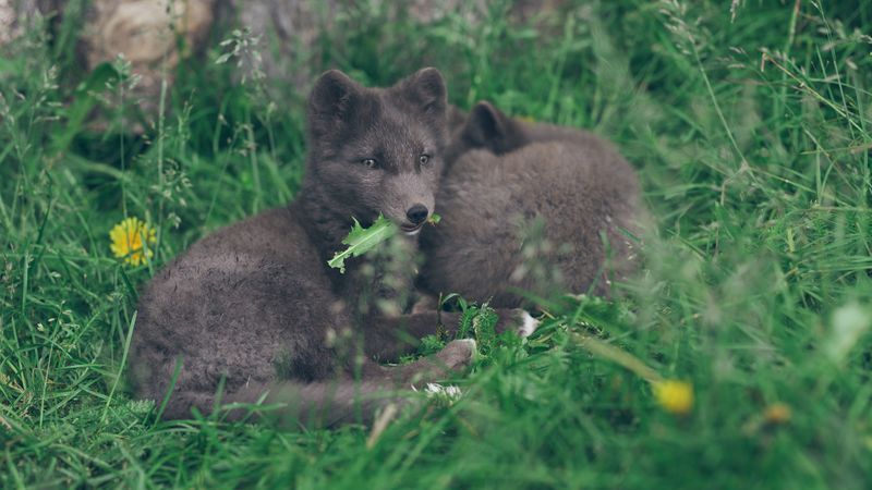 arctic fox, lies, grass, 4k