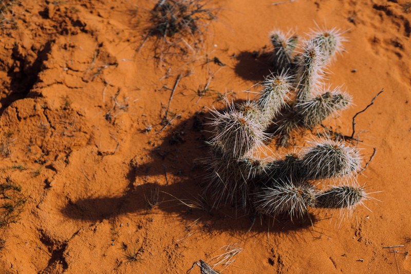 cacti winter desert and cactu 4k